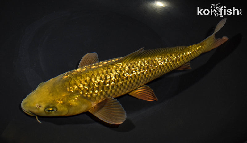 10" GINRIN CHAGOI