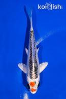 4.5" KUJAKU