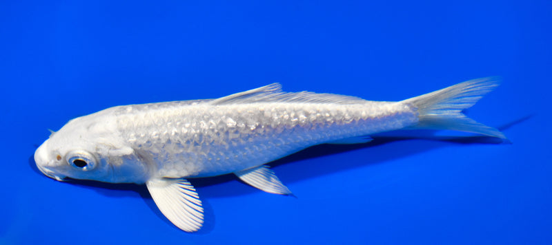 5.5" GINRIN PLATINUM OGON
