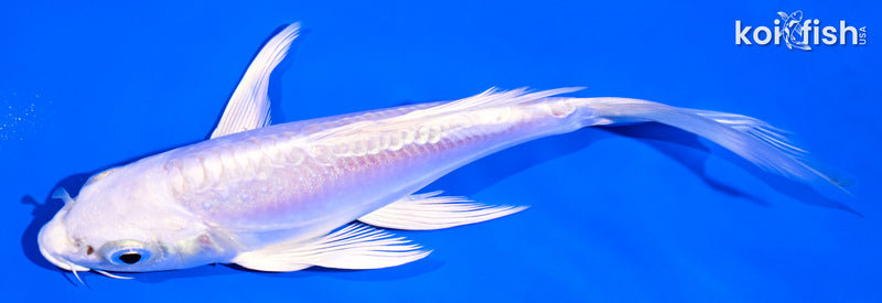 5.75" DOITSU PLATINUM OGON BUTTERFLY