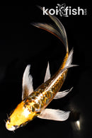 7.5" KIN KIKOKURYU BUTTERFLY