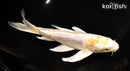 8" ARAGOKE LEMON HARIWAKE BUTTERFLY