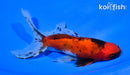 6" WATONAI GOLDFISH