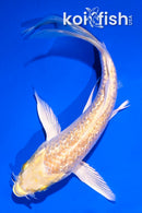 5" GINRIN YAMABUKI OGON BUTTERFLY