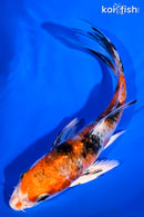 5.75" YAMATO NISHIKI BUTTERFLY