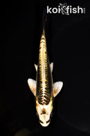 5.75" KIN KIKOKURYU