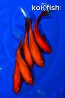 PACK OF (5) 4.75-5" COMET GOLDFISH