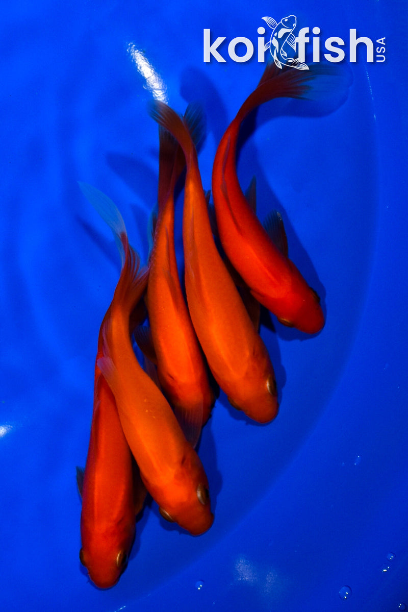 PACK OF (5) 4.75-5" COMET GOLDFISH