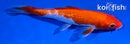 6" GINRIN KOHAKU
