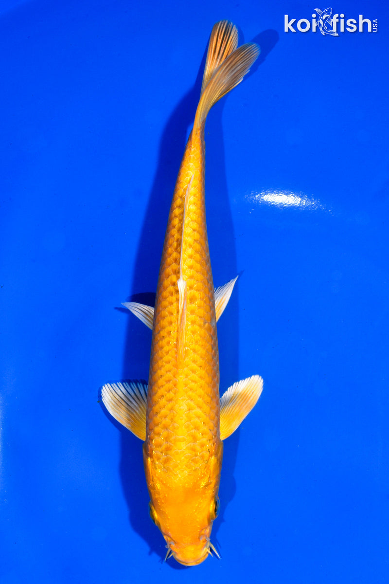 7" YAMABUKI OGON