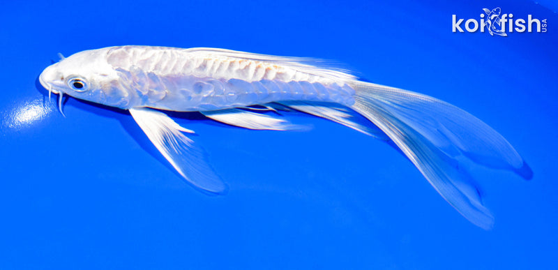 7.75" ARAGOKE HARIWAKE BUTTEERFLY