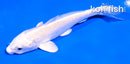 4.5" PLATINUM OGON