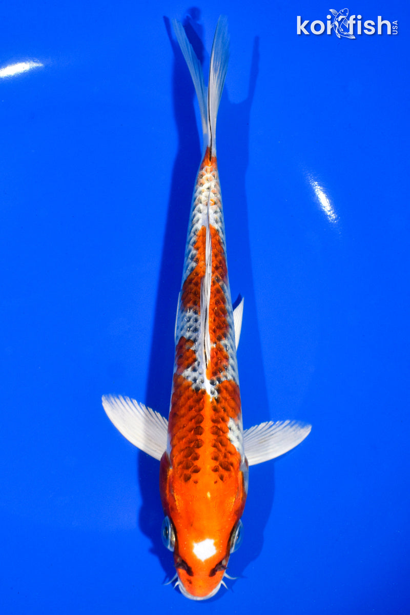 7.5" KUJAKU