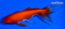 4.75" WATONAI GOLDFISH