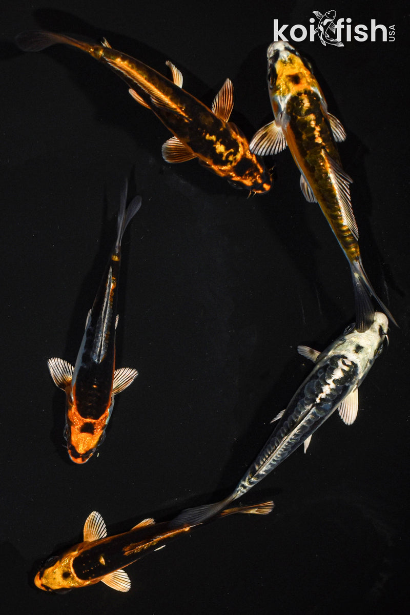 PACK OF (5) 3.5-4.5" STANDARD GHOST KOI