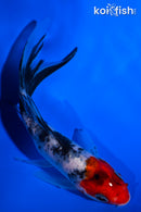 4.5" SHOWA BUTTERFLY