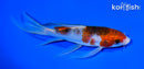 6.25" BUDO GOROMO BUTTERFLY
