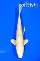 5.75" YAMABUKI OGON