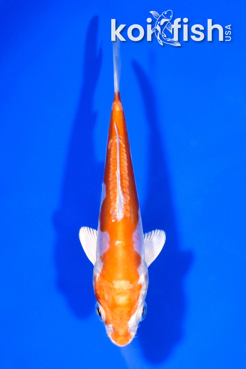 4.75" KIKUSUI