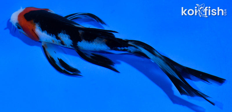 5.5" SANKE BUTTERFLY