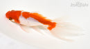 5.5" WATONAI GOLDFISH