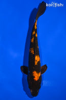 8.75" HI UTSURI