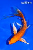 5.5" GINRIN ORENJI OGON BUTTERFLY