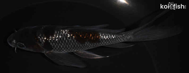 5.5" GINRIN OCHIBA SHIGURE BUTTERFLY