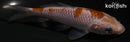 4.25" OCHIBA SHIGURE