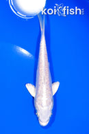 5.5" ARAGOKE PLATINUM OGON