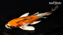 6.75" KUJAKU BUTTERFLY