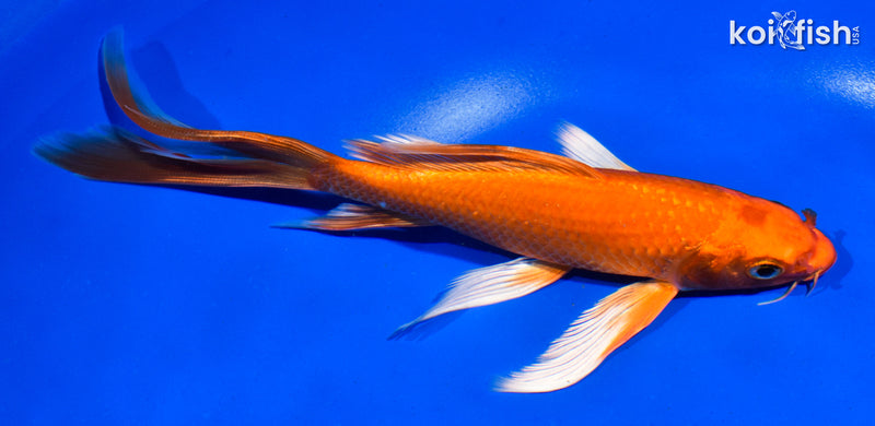 7" ORENJI OGON BUTTERFLY