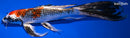 10.75" KUJAKU BUTTERFLY