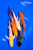PACK OF (5) 4.5-6" BUTTERFLY KOI