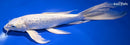 10.25" GINRIN PLATINUM OGON BUTTERFLY