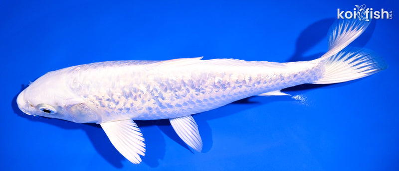8.75" GINRIN PLATINUM OGON