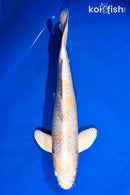 15.5" GINRIN HARIWAKE