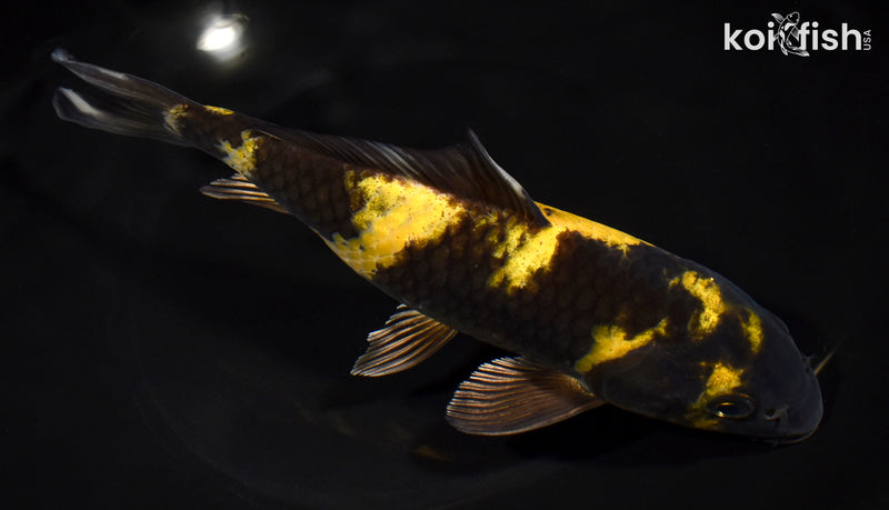 8.25" KIN KI UTSURI