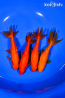 PACK OF (4) 5.25-5.75" WAKIN GOLDFISH