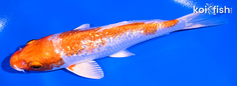 5.25" GINRIN HARIWAKE