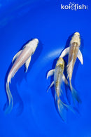 PACK OF (3) 4.5-5" BUTTERFLY KOI