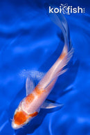 5.25" HARIWAKE BUTTERFLY