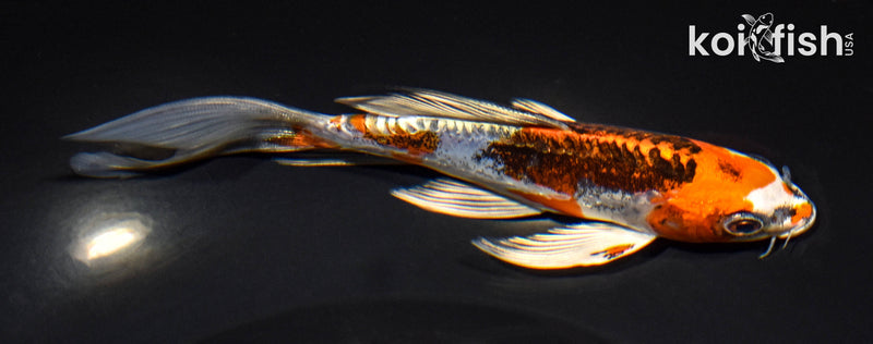 6" BENI KIKOKURYU BUTTERFLY