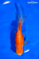 6.25" WATONAI GOLDFISH