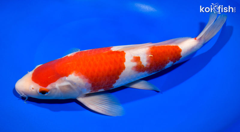 11.25" KOHAKU