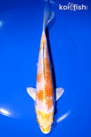 6.75" HARIWAKE
