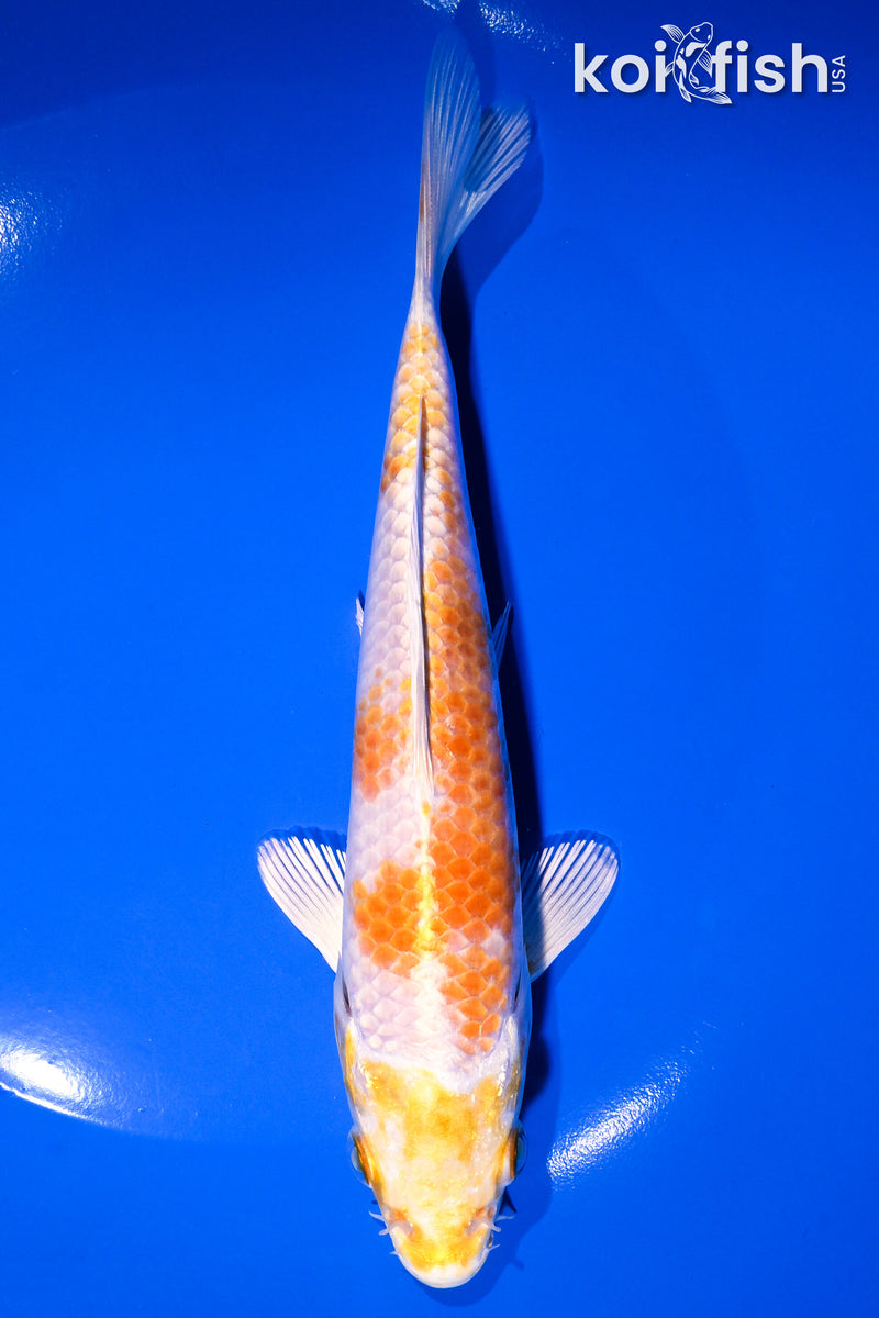 Orange Koi Fish For Sale – Page 6