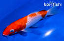 5" GINRIN KOHAKU