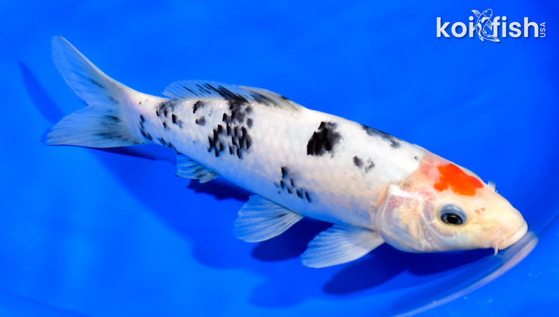 7.75" TANCHO SANKE