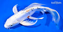 9.25" HEISEI NISHIKI BUTTERFLY